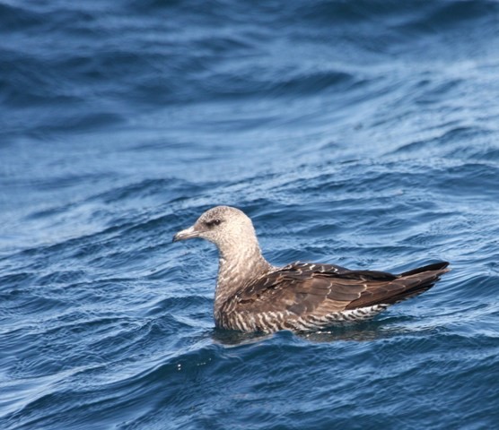 Pomarine Jaeger